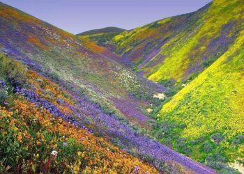 फूलों की घाटी का दीदार करने पहुंचे नौ दिन में 749 पर्यटक