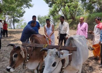 टिहरी विधायक ने हल जोतकर युवाओं को खेती से जुड़ आत्मनिर्भर बनने का दिया सन्देश