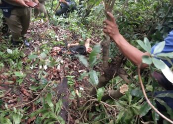 पांच साल के मासूम को आंगन से उठा ले गया गुलदार