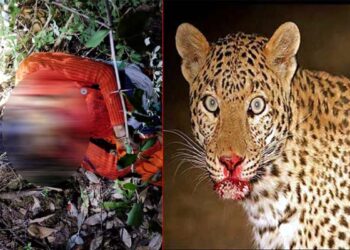 गुलदार ने बनाया आठ वर्षीय बच्चे को निवाला