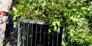 नरभक्षी गुलदार को पकड़ने के लिए बस्टा गांव में लगा पिंजरा