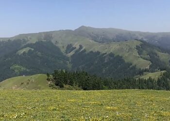 चांगशील बुग्याल में बिजली गिरने से 70 भेड़-बकरियों की मौत