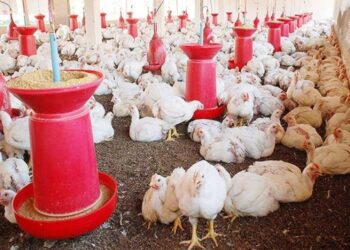 पॉल्ट्री किसानों को नहीं मिल रहा बाजार