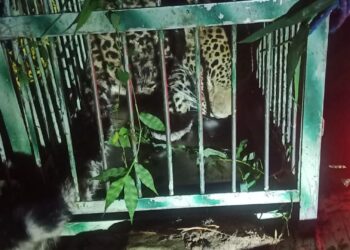 पिंजरे मे कैद हुआ आदमखोर गुलदार