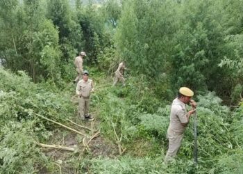 अवैध रूप से उगाई भांग की खेती को पुलिस ने किया नष्ट