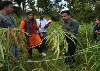 डीएम चमोली ने किसानों के साथ मिलकर काटी धान की फसल
