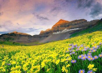 फूलों की घाटी पर्यटकों के लिए बंद, टूरिस्टों की संख्या ने तोड़ा रिकॉर्ड