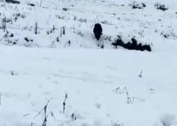 भारत-चीन बॉर्डर पर बर्फबारी के बाद माइग्रेशन गांवों में किसान परेशान