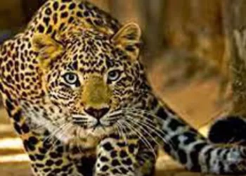 5 वर्षीय बालक को गुलदार ने बनाया निवाला,गांव में पसरा मातम