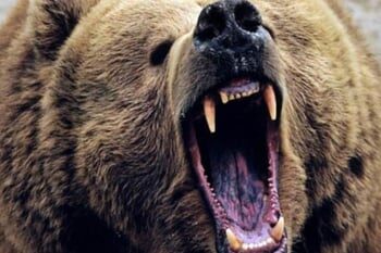 भालू ने महिला को किया घायल