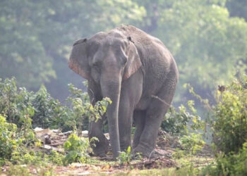 हाथी ने महिलाओं पर बोला हमला, एक महिला को पटक कर मार डाला… 3 घायल