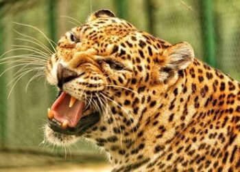 यहां गुलदार ने अब बुजुर्ग को बनाया निवाला