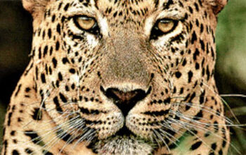 दहशत का पर्याय बना आदमखोर गुलदार हुआ ढेर