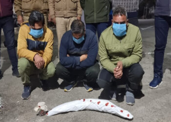 रामनगर में हाथी दांत के साथ 3 तस्कर गिरफ्तार, एसटीएफ पूछताछ में जुटी