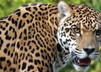 यहां जंगल घास काटने गये युवक को बाघ ने बनाया निवाला,परिजनों में मचा कोहराम