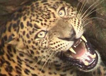 फसल की रखवाली कर रहे किसान पर गुलदार ने बोला हमला