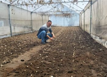 लीलियम पुष्प की खेती से जनपद को मिलेगी नई पहचान