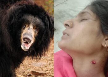 यहाँ घास लेने गई महिला पर भालू ने किया जानलेवा हमला,महिला गंभीर रूप से घायल