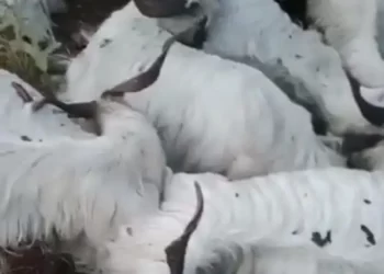 यहां आकाशीय बिजली गिरने से 350 बकरियों की हुई मौत, क्षेत्र में मचा हड़कंप…