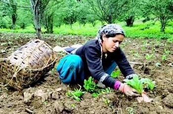 अब पूरे देश में बिकेगी चमोली की जड़ी-बूटियां, आयुष मंत्रालय ने 48 काश्तकारों को किया पंजीकृत