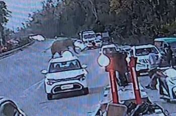 लच्छीवाला टोल प्लाजा पर अचानक धमके हाथी को देख मची अफरा-तफरी, यात्रियों के फूले हाथ-पांव