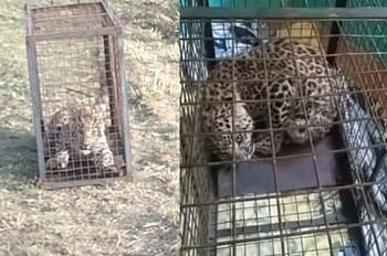 बंदरों को पकड़ने के लिए लगाया पिंजरा, कैद हो गया गुलदार, पास एक और गुलदार को देख छूटे लोगों के पसीने