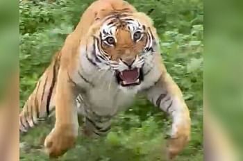 रामनगर में सफारी के दौरान पर्यटकों की जिप्सी देख हमलावर हुई बाघिन, ऐसे बची जान