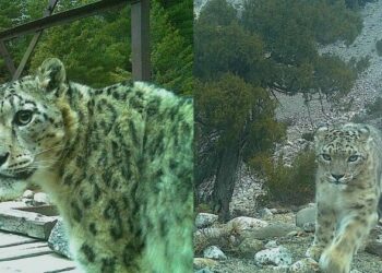 Uttarkashi Nelong Valley: घाटी के चोरगाड में ट्रैप कैमरे में कैद हुआ हिम तेंदुआ, 35-40 हिम तेंदुओं की संभावना
