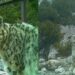 Uttarkashi Nelong Valley: घाटी के चोरगाड में ट्रैप कैमरे में कैद हुआ हिम तेंदुआ, 35-40 हिम तेंदुओं की संभावना