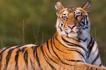 72 साल के बुजुर्ग को बाघ ने बनाया निवाला