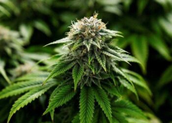 भांग की खेती के लिए बनेगी नई पॉलिसी, जानें धामी सरकार का प्लान