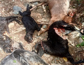 प्रतापनगर मे बाघ ने कई बकरियों को बनाया निवाला