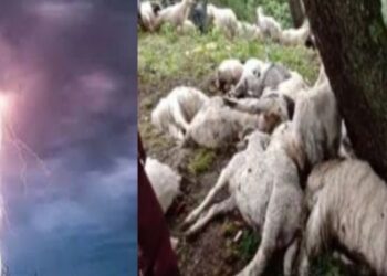 यहां आकाशीय बिजली गिरने से 26 बकरियों की मौत।।