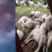 यहां आकाशीय बिजली गिरने से 26 बकरियों की मौत।।