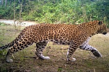 शावक के साथ फिर आ धमका गुलदार, खेतों में काम कर रहीं महिलाओं में मचा हड़कंप, दहशत में घरों की ओर दौड़ी