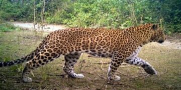 शावक के साथ फिर आ धमका गुलदार, खेतों में काम कर रहीं महिलाओं में मचा हड़कंप, दहशत में घरों की ओर दौड़ी