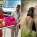 जंगल में चारा पत्ती लेने गई महिला को हाथी ने दौड़ाया, फिर सूंड से उठाकर पटका,अस्पताल में भर्ती