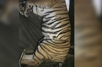 शिकारियों के चंगुल में फंसी बाघिन हुई बुरी तरह घायल, पेट में धंसा मिला तार का फंदा