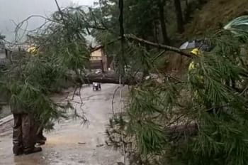 यहाँ पेड़ गिरने से महिला की मौत