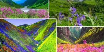 फूलों से है मोहब्बत तो चले आइए दीदार के लिए यहां, घाटी की रौनक देख नजर नहीं हटेगी