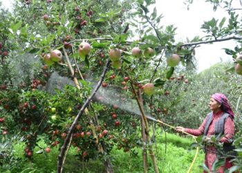 इस बार उत्तराखंड एप्पल के नाम से बिकेगा उत्तरकाशी का सेब