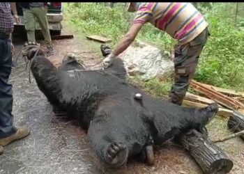 यहाँ मृत मिला भालू,वन विभाग ने बताई मौत की वजह