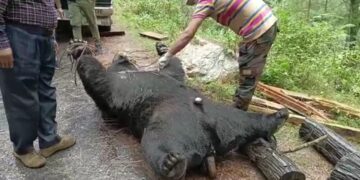 यहाँ मृत मिला भालू,वन विभाग ने बताई मौत की वजह