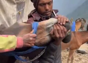 वायरल वीडियो का संज्ञान लेते हुए पशु क्रूरता के सम्बन्ध में कोतवाली सोनप्रयाग पर हुआ अभियोग पंजीकृत