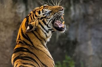 प्रदेश में पांच महीने में 12 बाघ-बाघिनों की मौत, वन मुख्यालय ने CCF कुमाऊं को सौंपी जांच