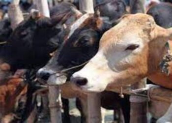 पशुपालकों के लिए खुशखबरी, इस योजना के तहत फेडरेशन अब घर-घर आकर खरीदेगा गोबर..