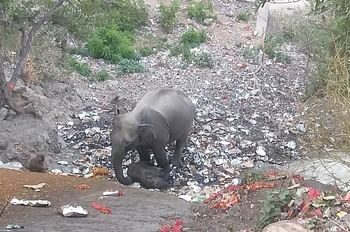 अपने घायल बच्चे को उठाने की कोशिश करती रही हाथिनी, सड़क हुई जाम