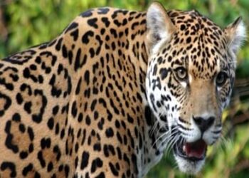 राजाजी टाइगर रिजर्व में बाघ ने मादा गुलदार और शावक को मार डाला, एक लापता की तलाश