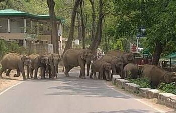 नेशनल हाईवे पर आ धमका हाथियों का झुंड, राहगीरों में मची अफरा-तफरी, लगा जाम