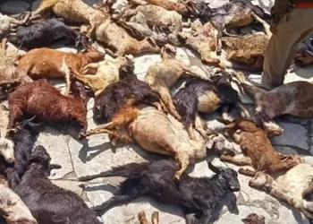 उत्तराखण्ड के इस गांव में गुलदार ने मार डाली 36 बकरियां